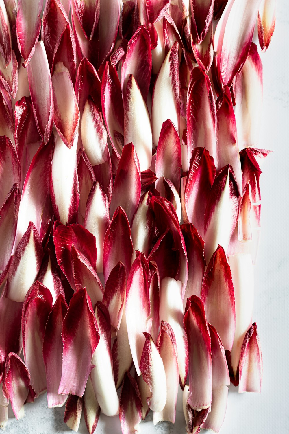 red and white plant petals