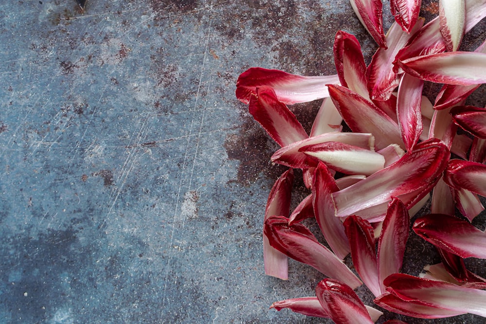 pétales de fleurs rouges et blanches sur sol en béton gris