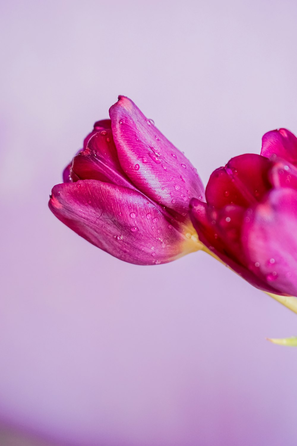 pink and white flower in macro shot