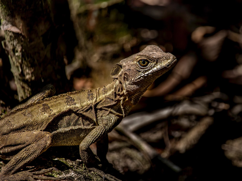 brown and black bearded dragon on brown wood