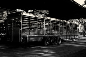 A long, metal trailer with barred sides is parked under a large shelter. The trailer is casting shadows on the ground, and sunlight filters through nearby trees, creating a dappled effect. The scene is predominantly monochromatic, heightening the contrast between light and shadow.