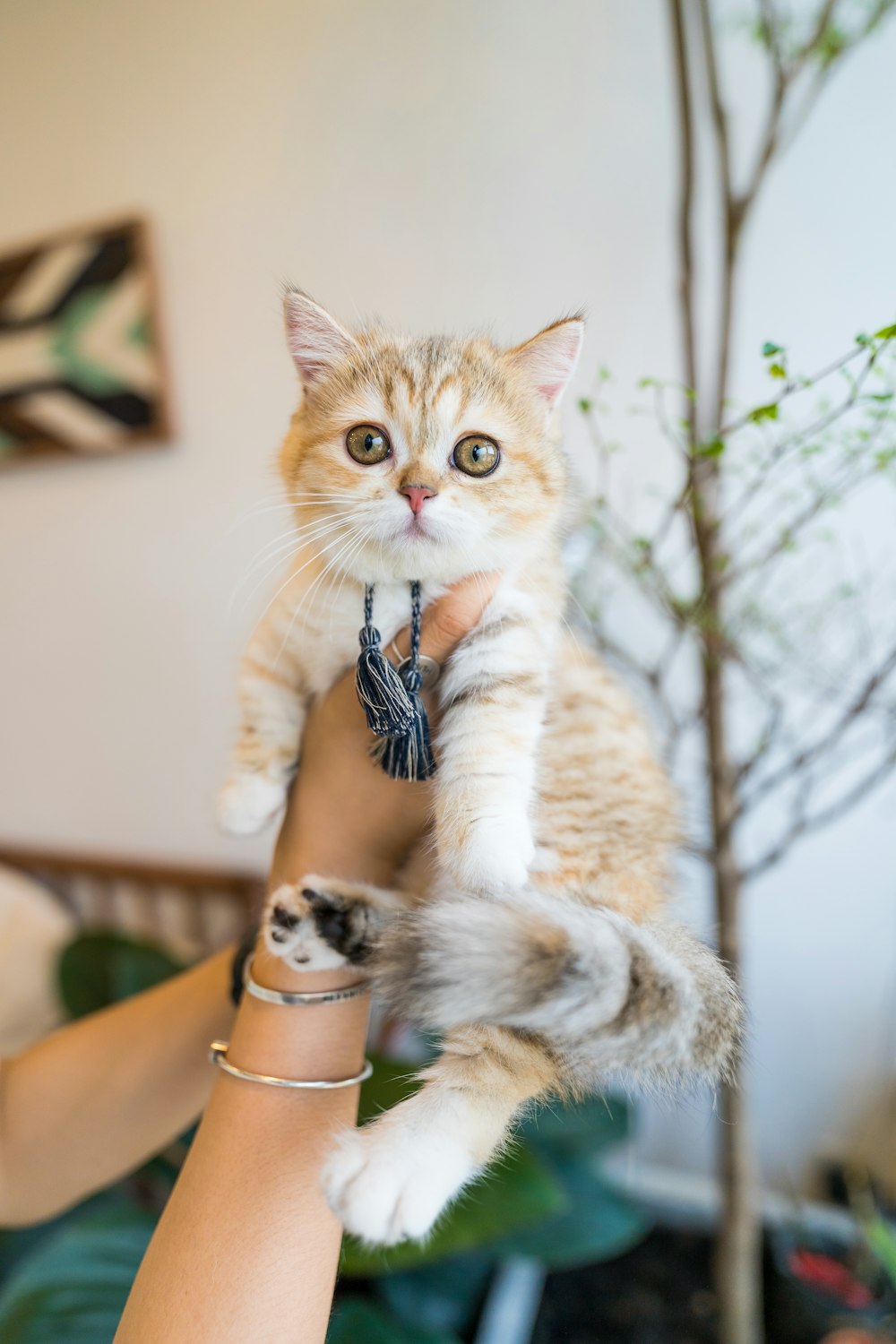 orange tabby kitten on persons hand