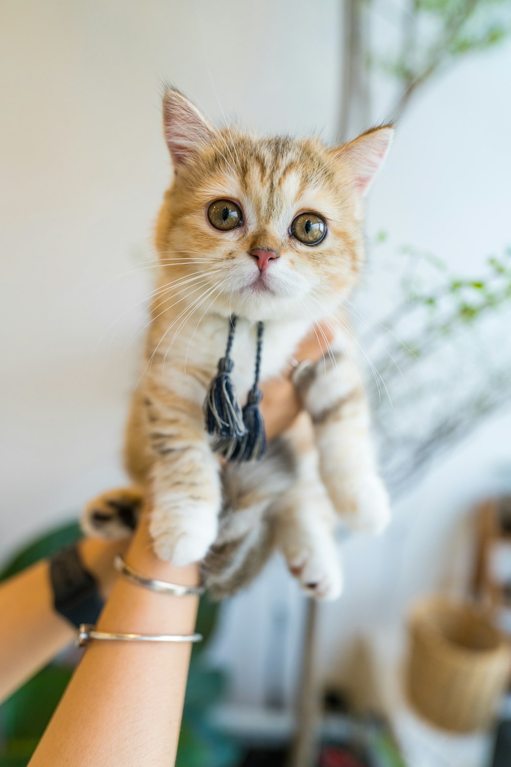 orange tabby cat on persons hand