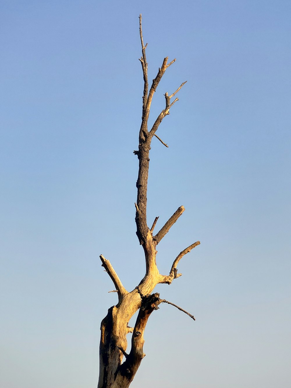 brown leafless tree under blue sky