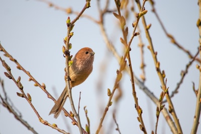 brown bird on brown tree branch during daytime