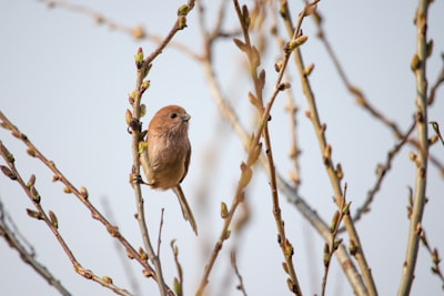 brown bird on brown tree branch during daytime