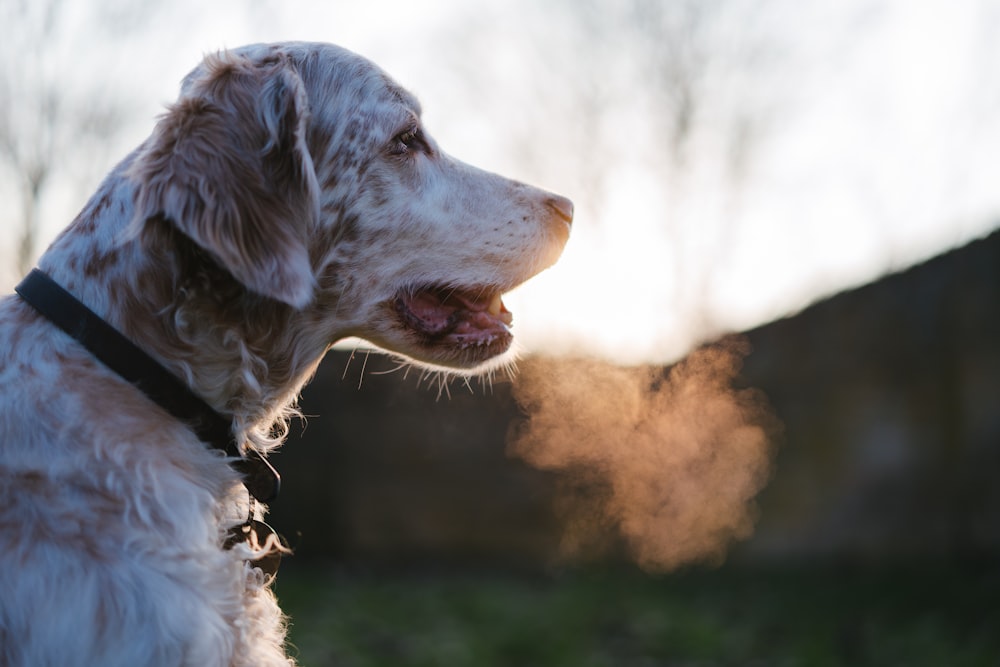 white and brown short coated dog