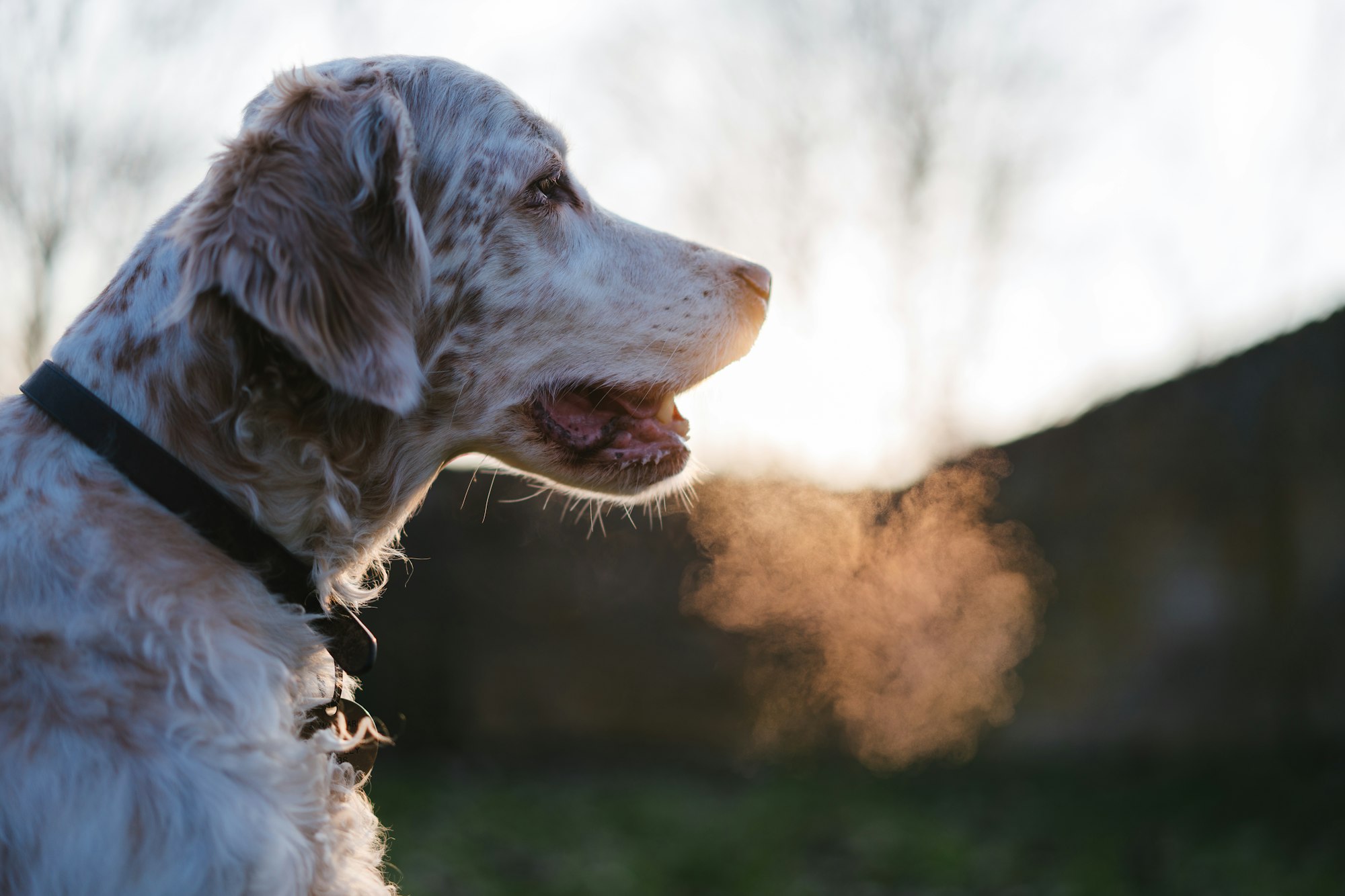 white and brown short coated English Setter