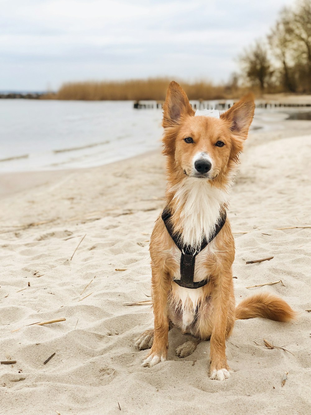 brown and white long coated dog sitting on white sand during daytime