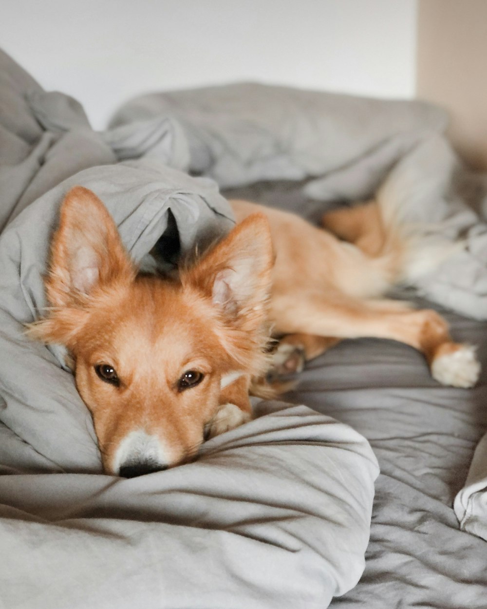 brown and white long coated dog lying on gray textile