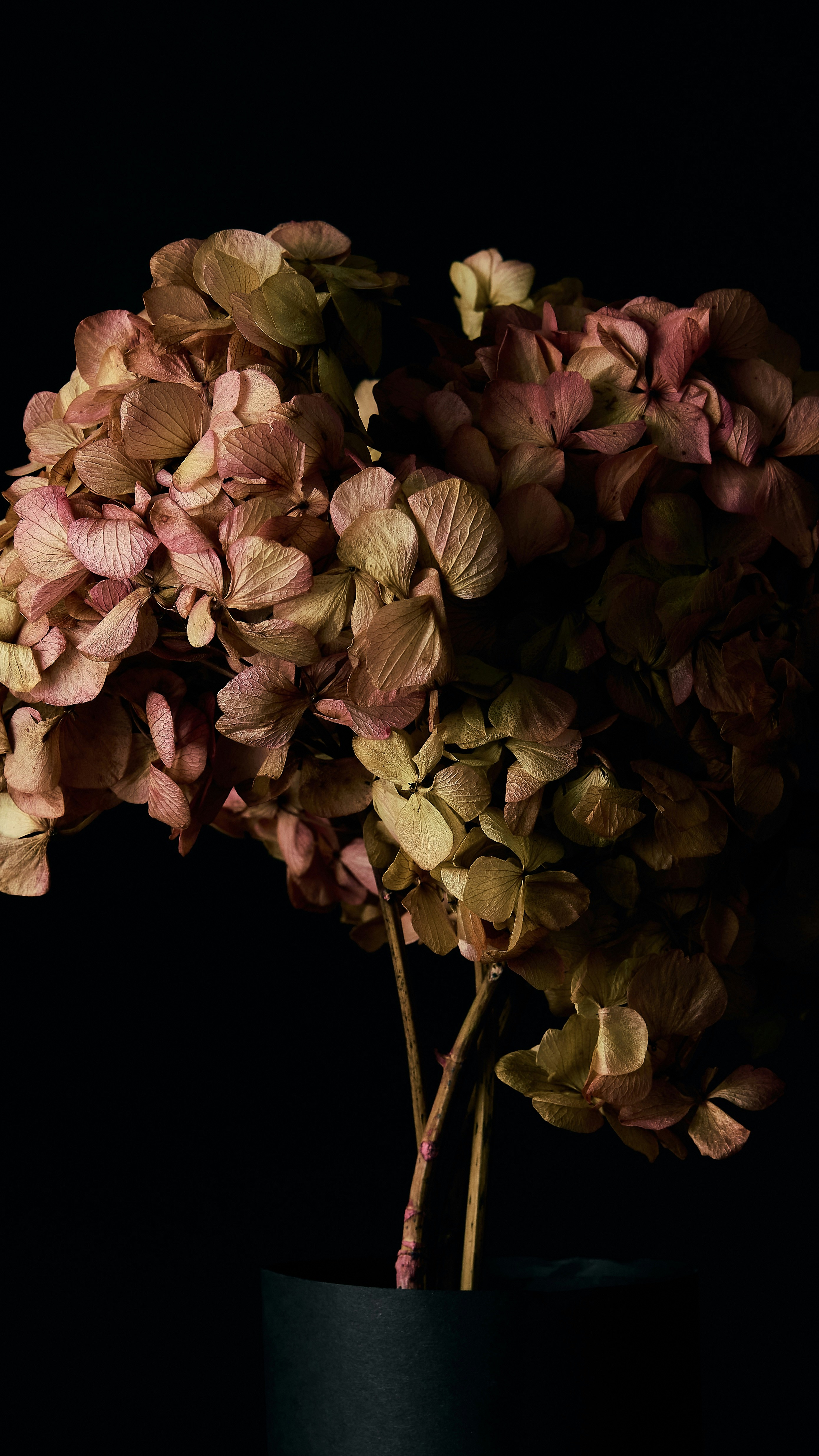 pink and white flower in black background