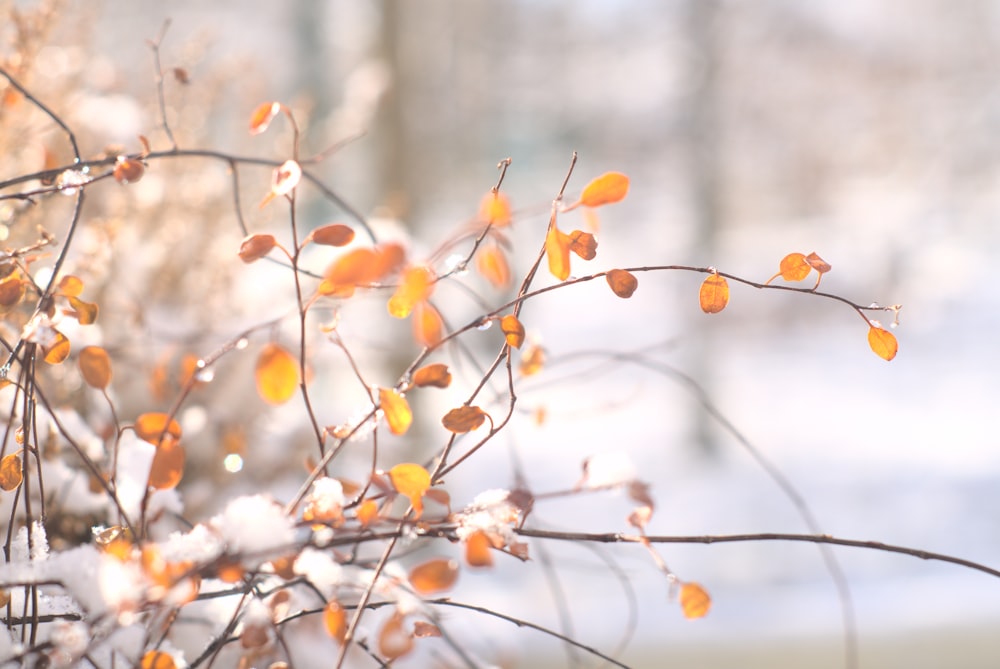 feuilles brunes sur la branche de l’arbre