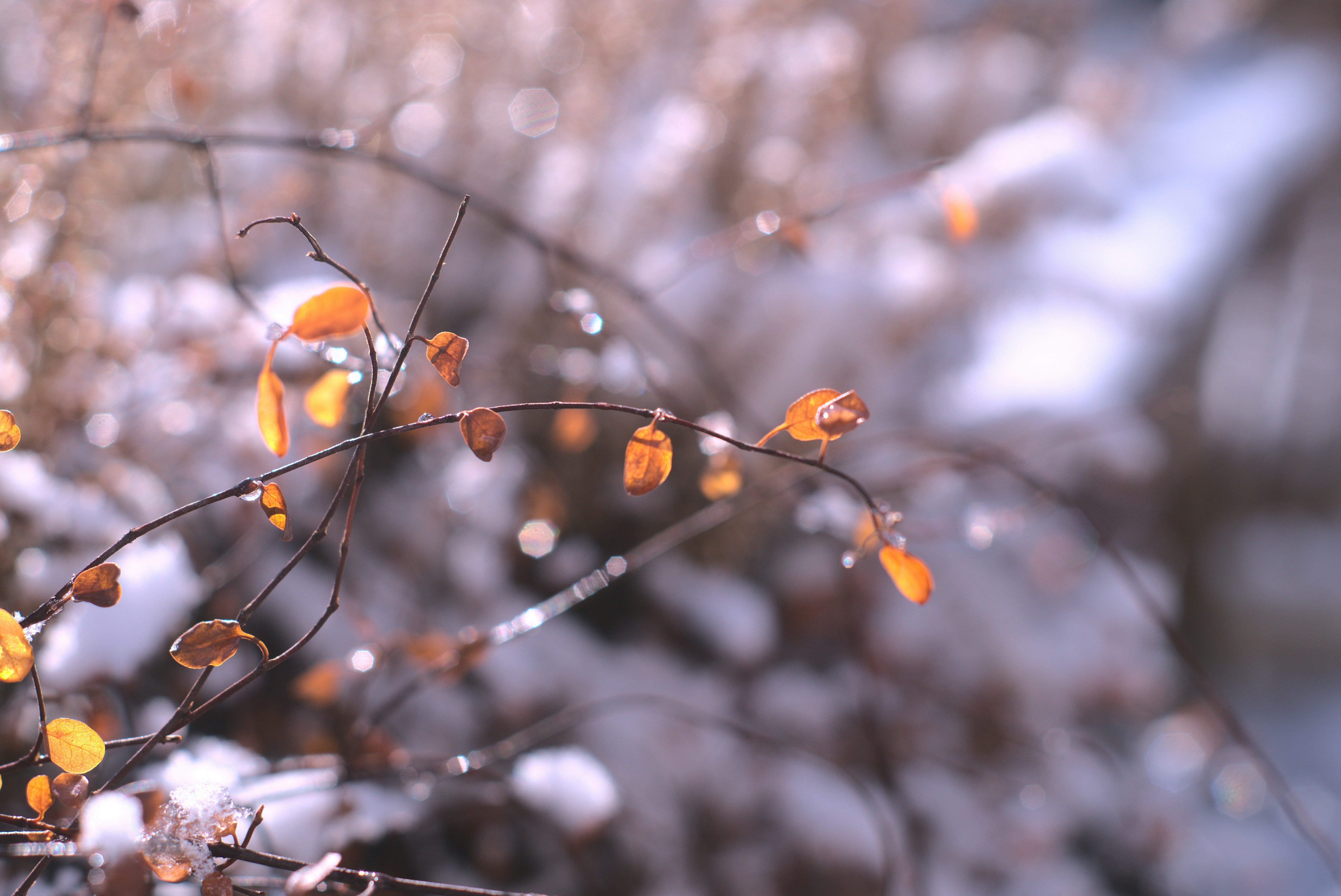 Photo by lindachrphotography