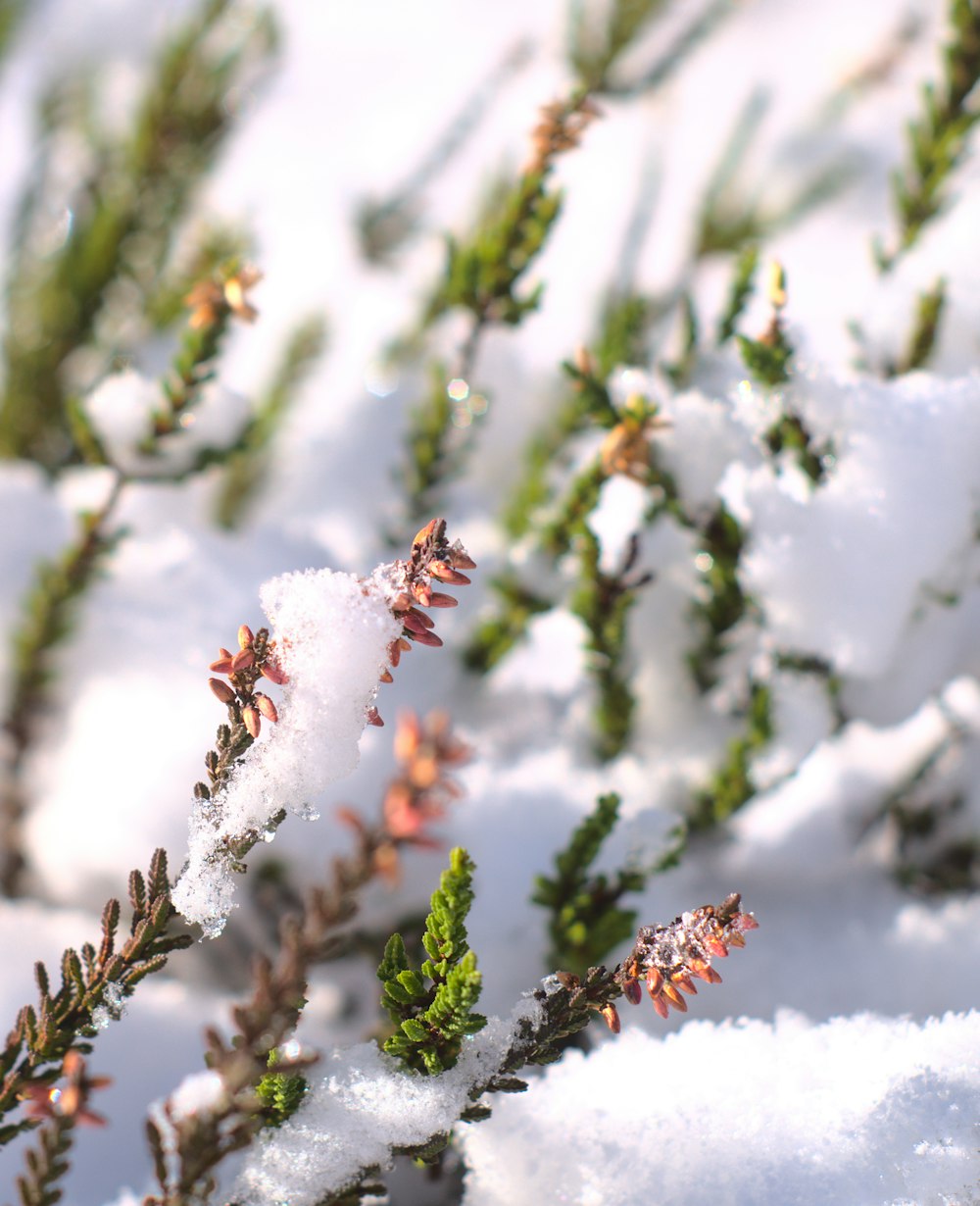 green and brown plant covered with snow