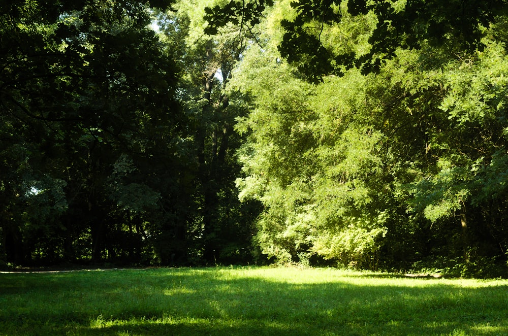 green grass field with green trees