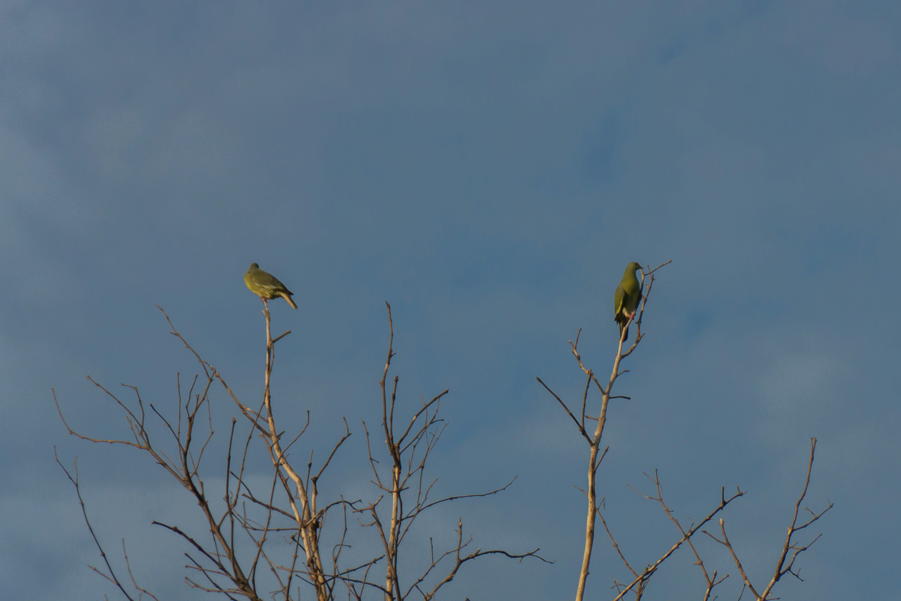 two birds on bare tree during daytime