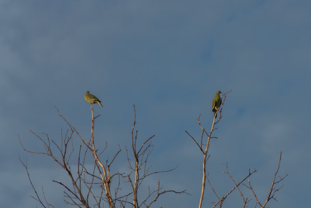 two birds on bare tree during daytime