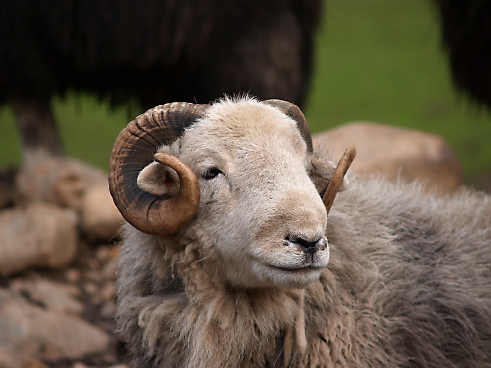 white sheep on green grass during daytime