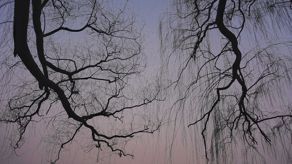 leafless tree under blue sky during daytime