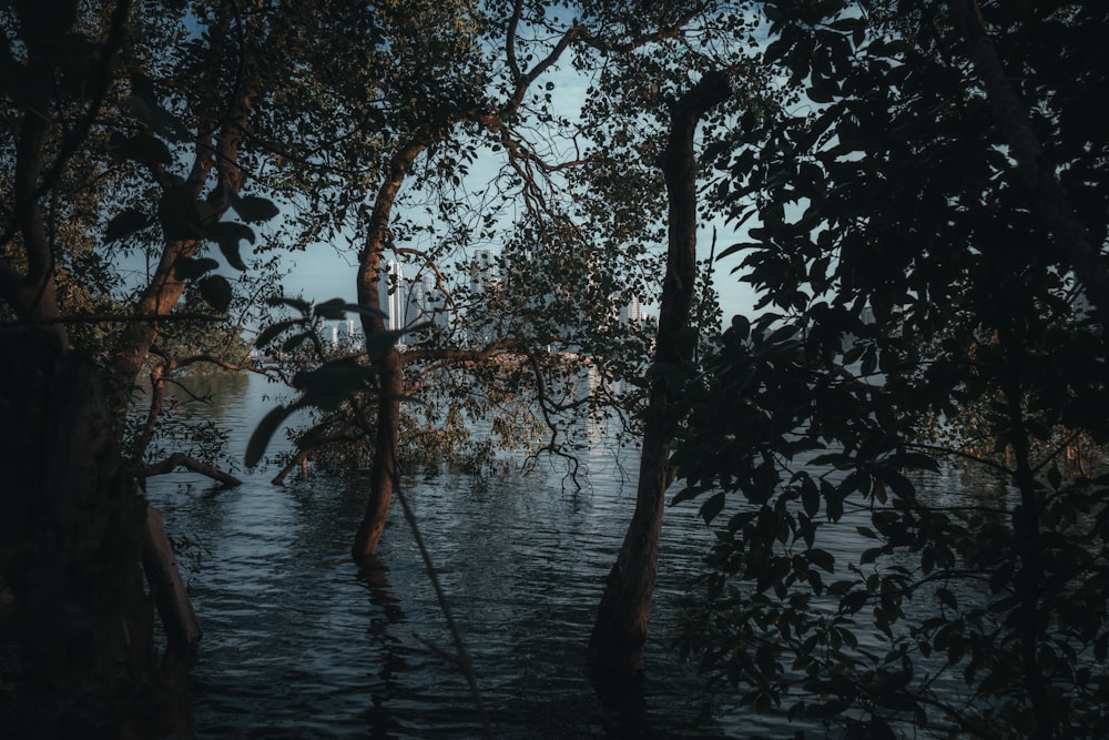 green trees beside body of water during daytime