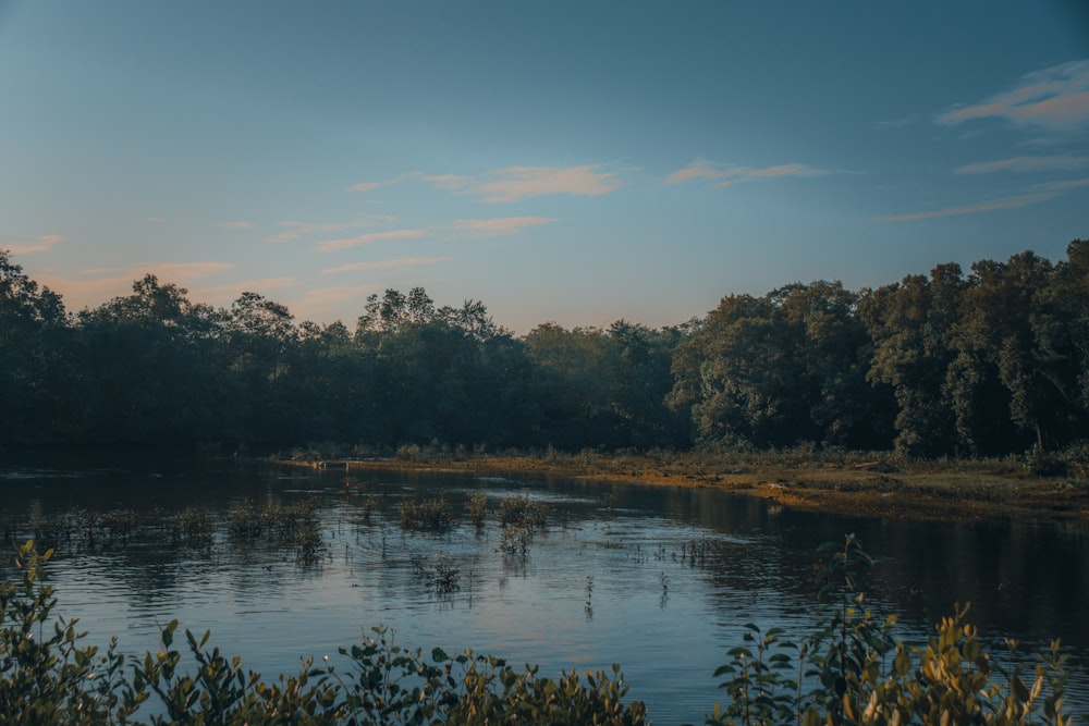 green trees beside body of water during daytime