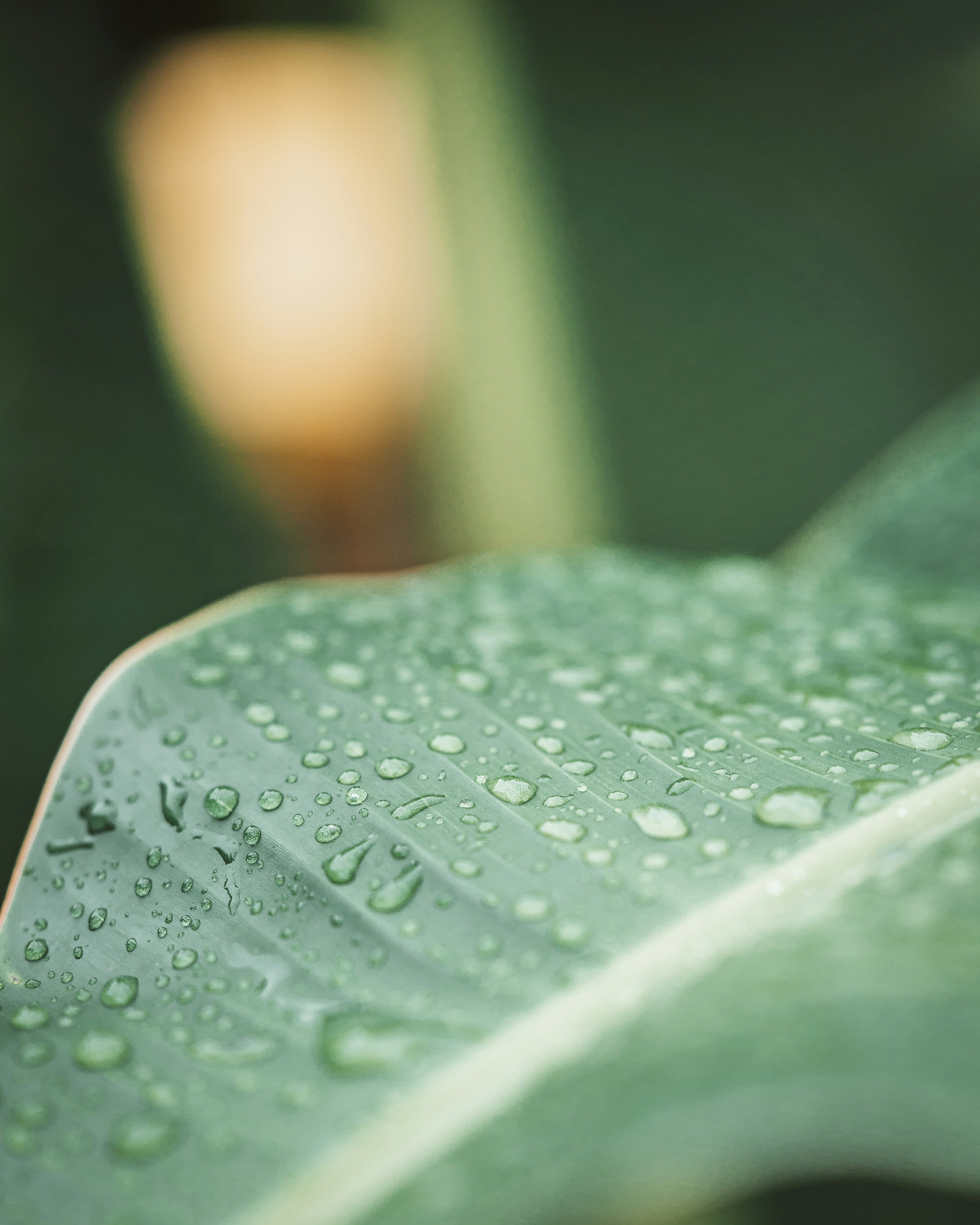 Photo by daniloborges