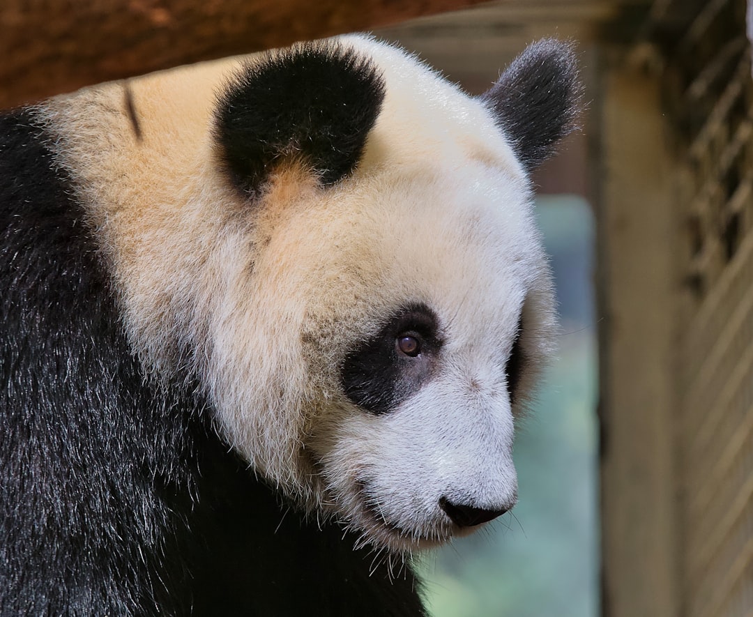 white and black panda on brown wooden tree branch