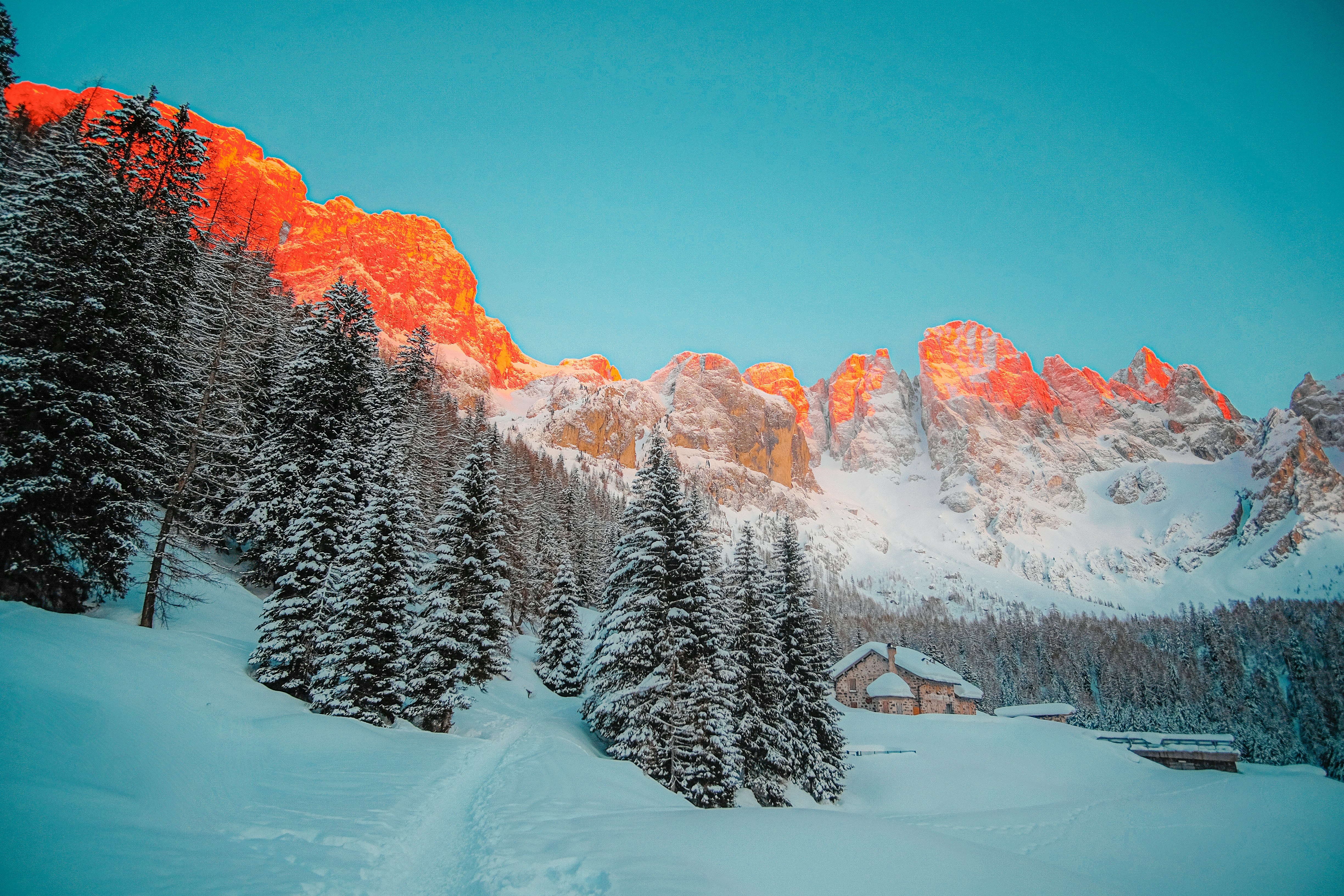 snow covered pine trees and mountains during daytime