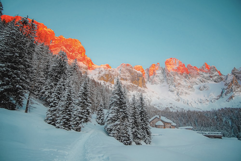 snow covered pine trees and mountains during daytime