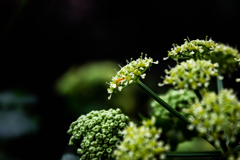 green flower bud in tilt shift lens