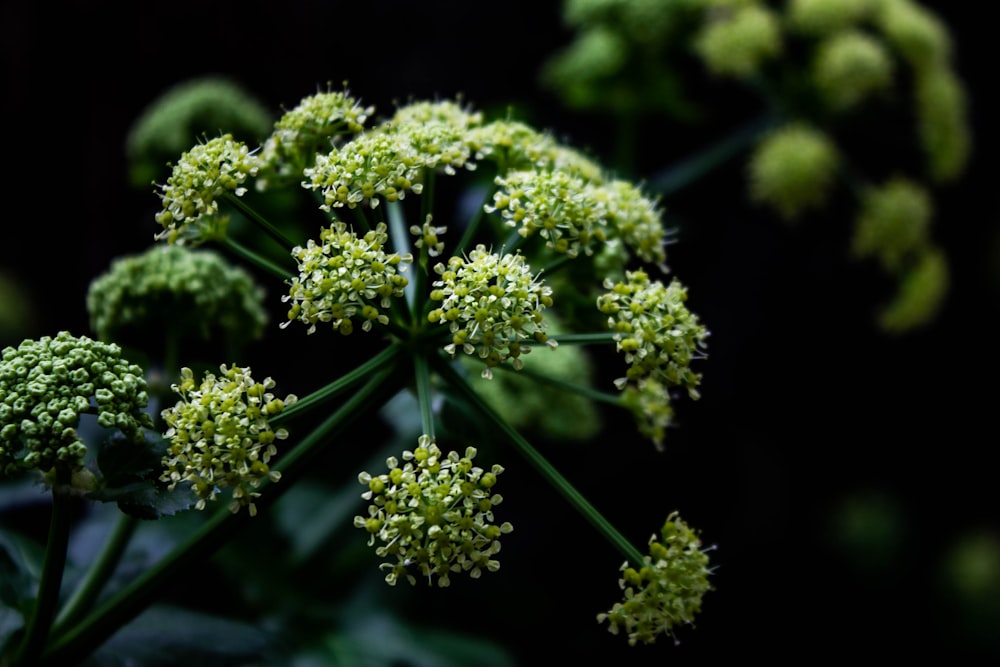 green plant in close up photography