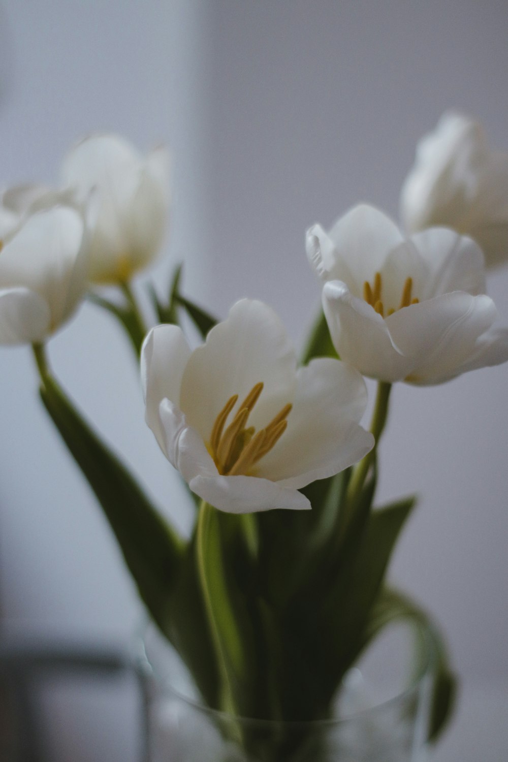 white flowers in tilt shift lens