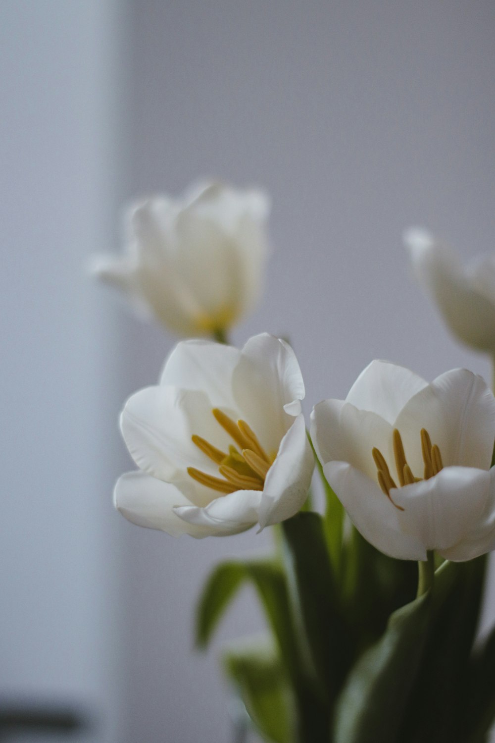 white and yellow flowers in tilt shift lens