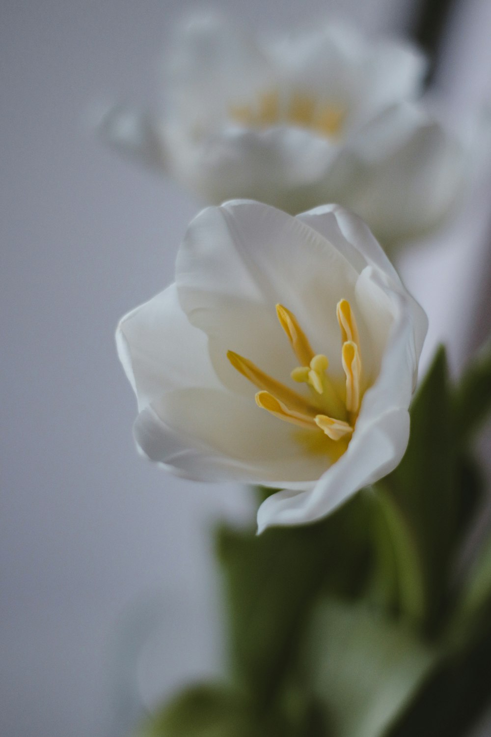 a close up of a white flower with green leaves