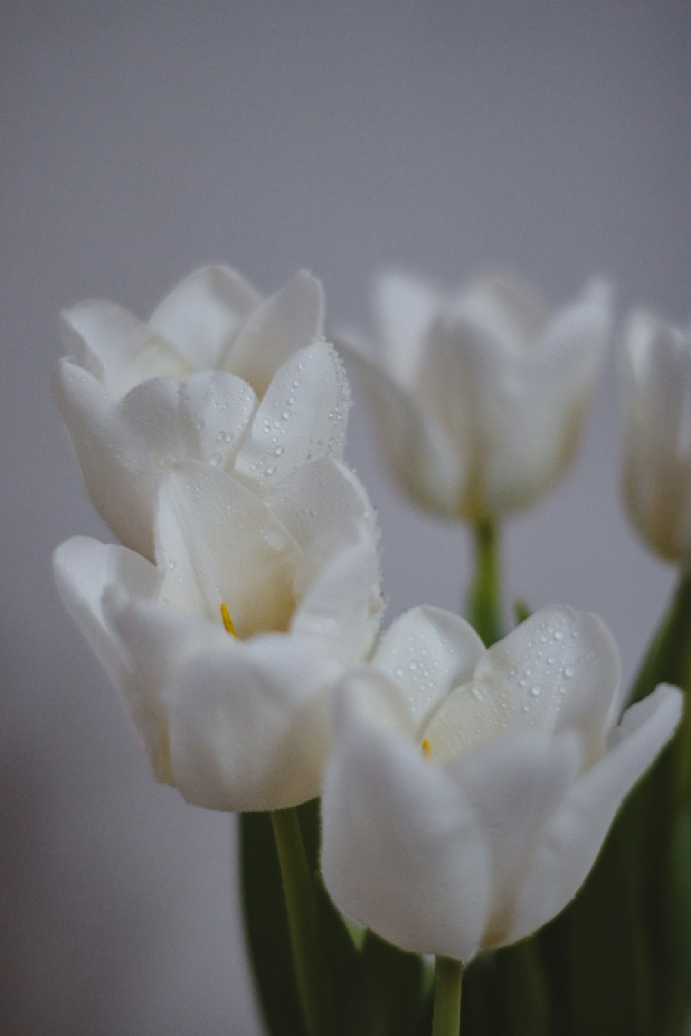 white flower in macro lens