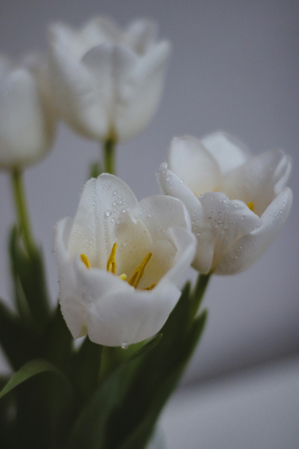 white flower with green leaves