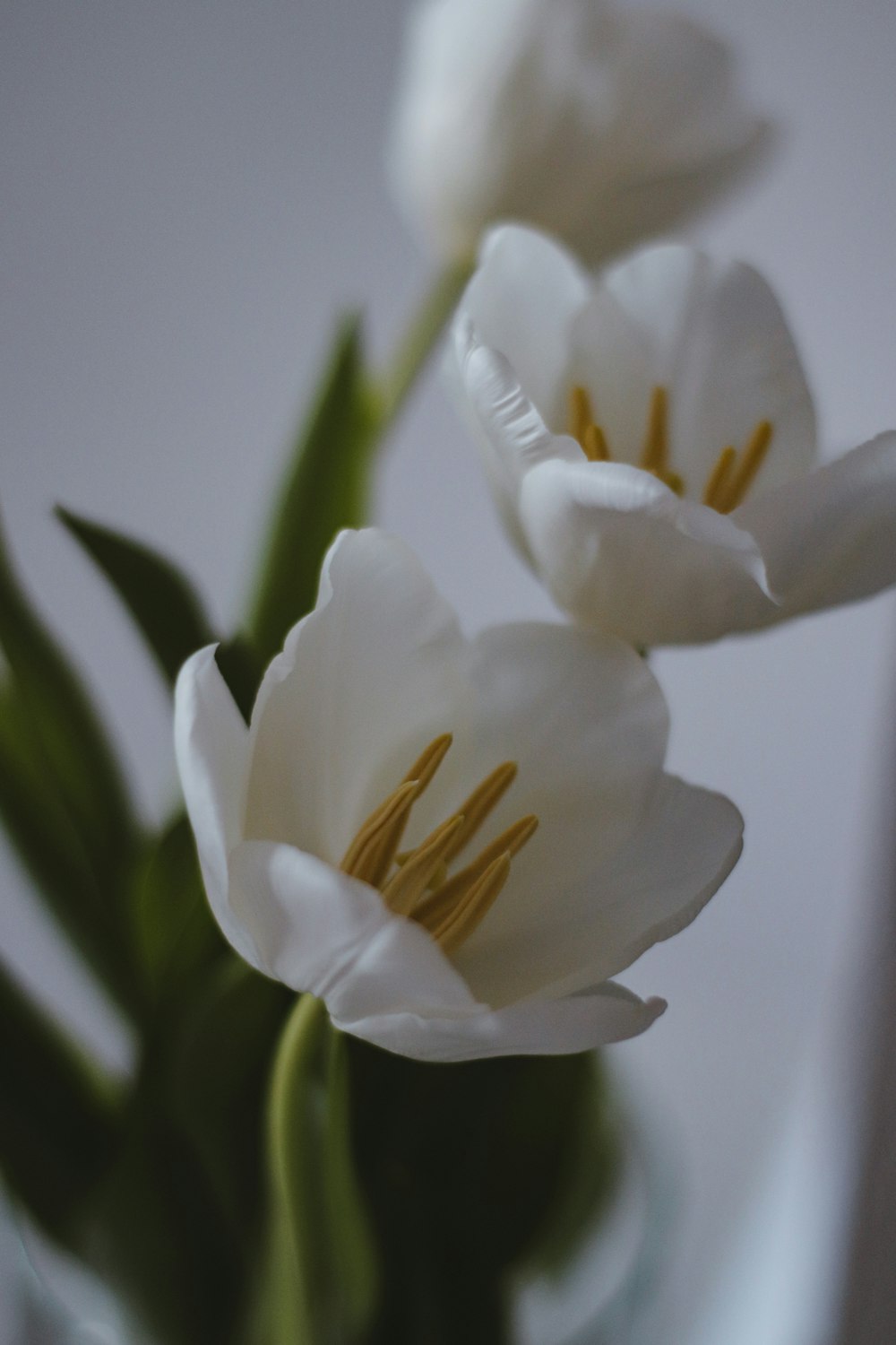 white flower in tilt shift lens