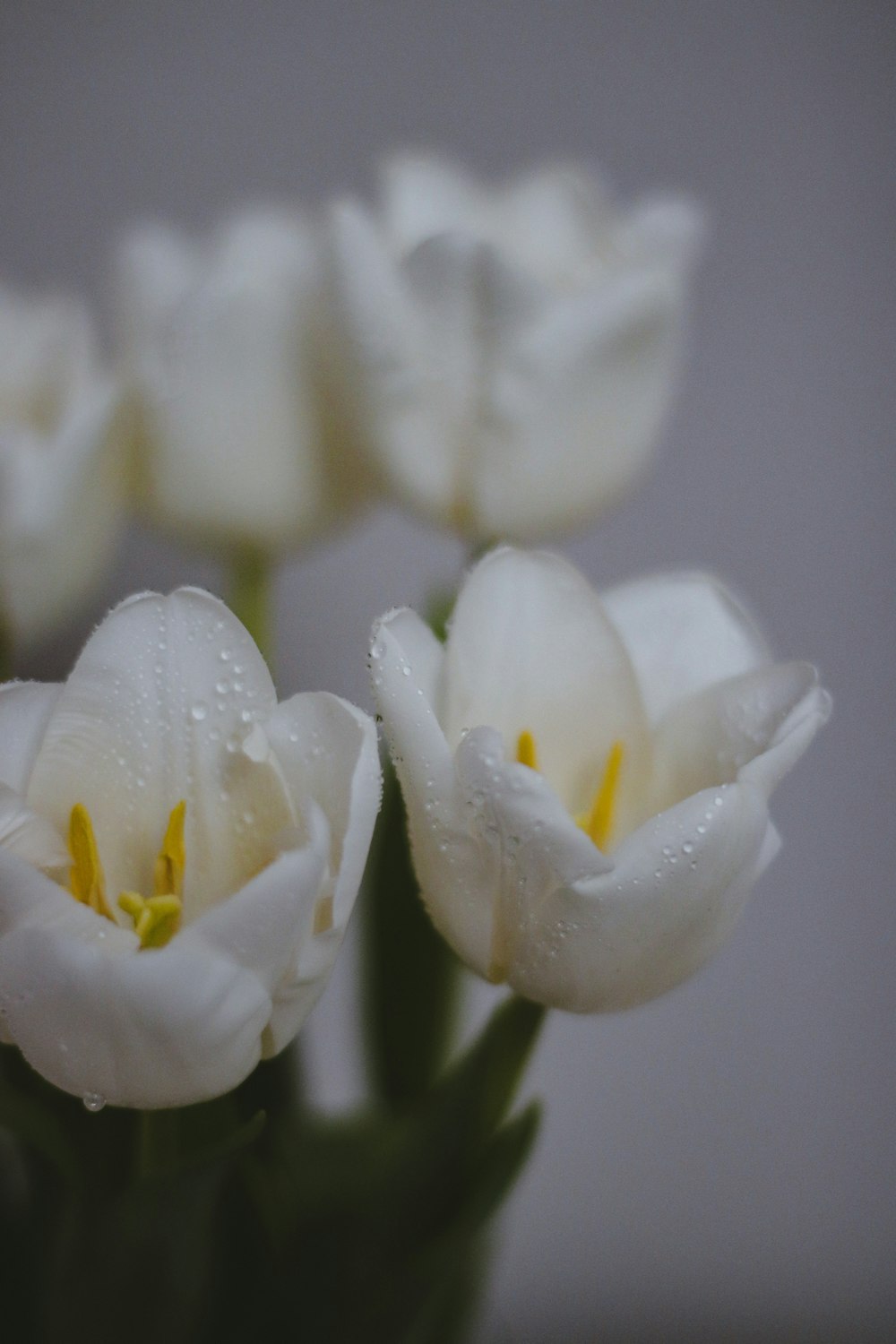 a bunch of white flowers with water droplets on them