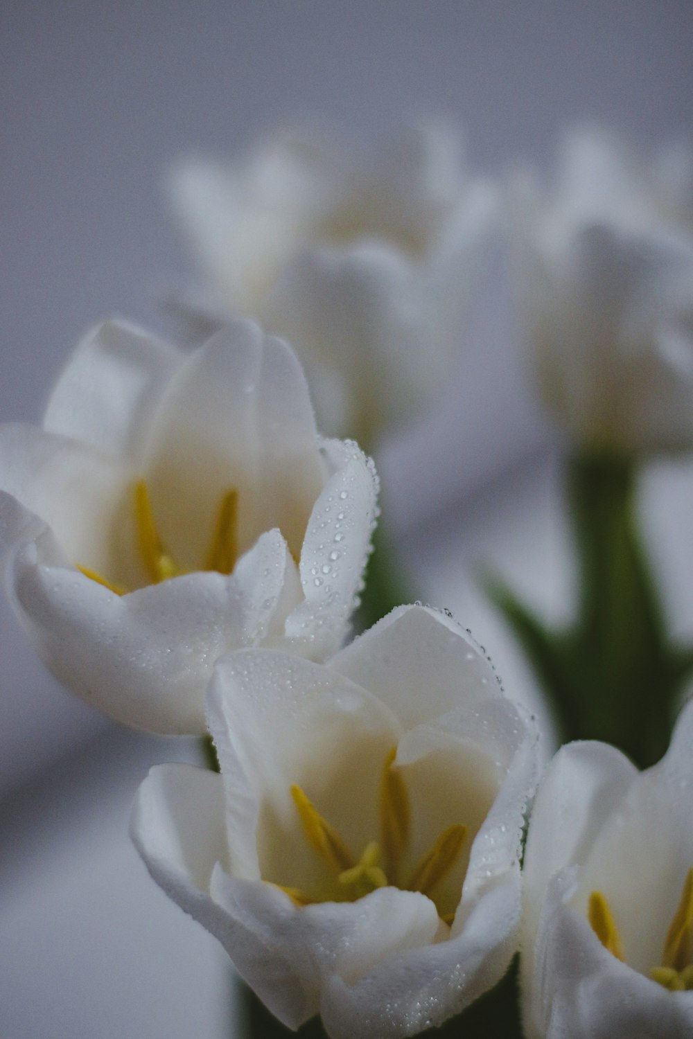 white flower in macro lens