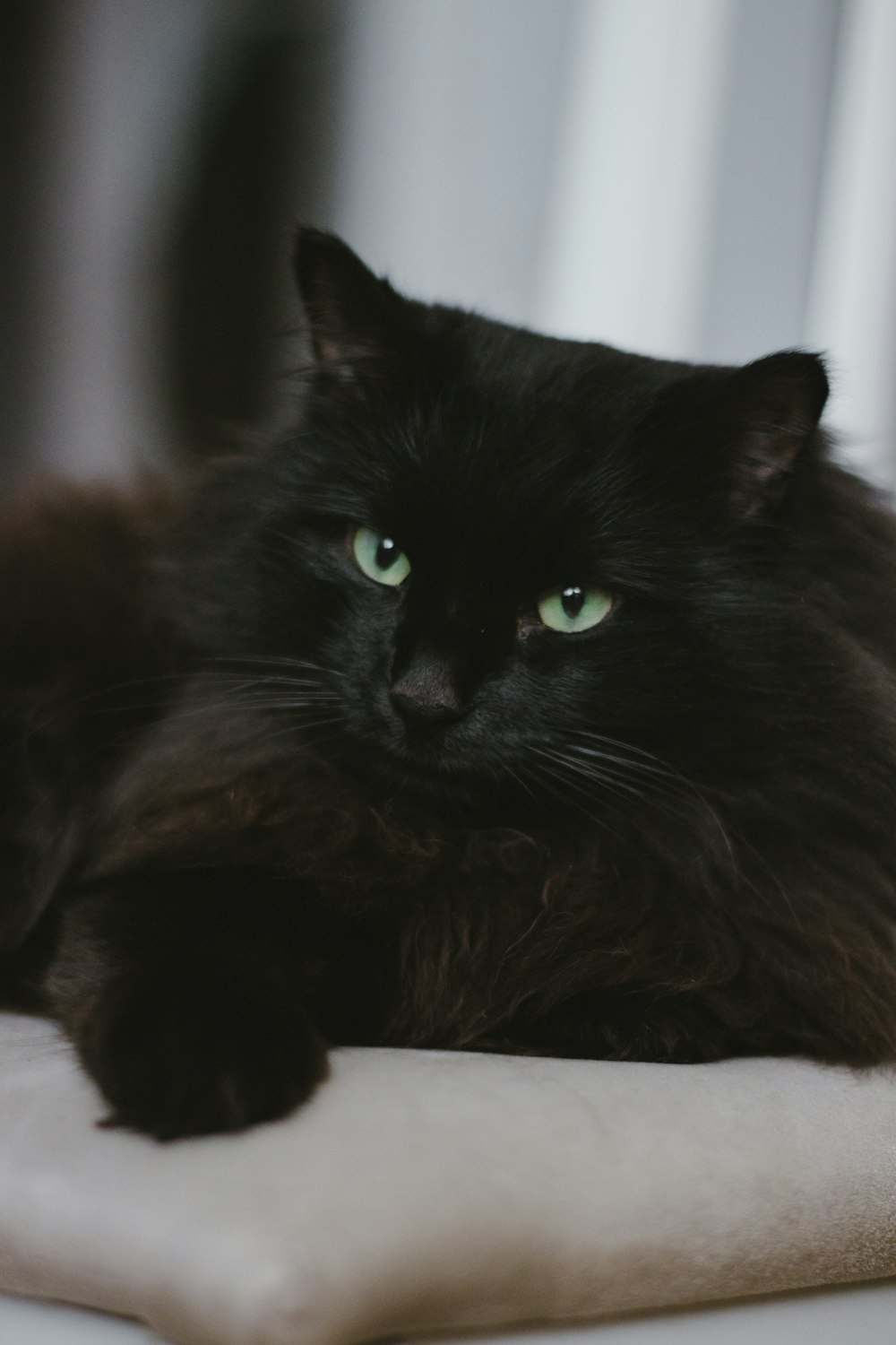 black cat on white table