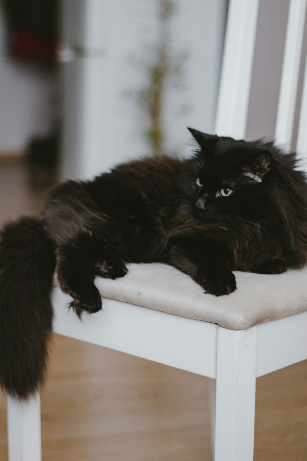 black cat on white wooden table