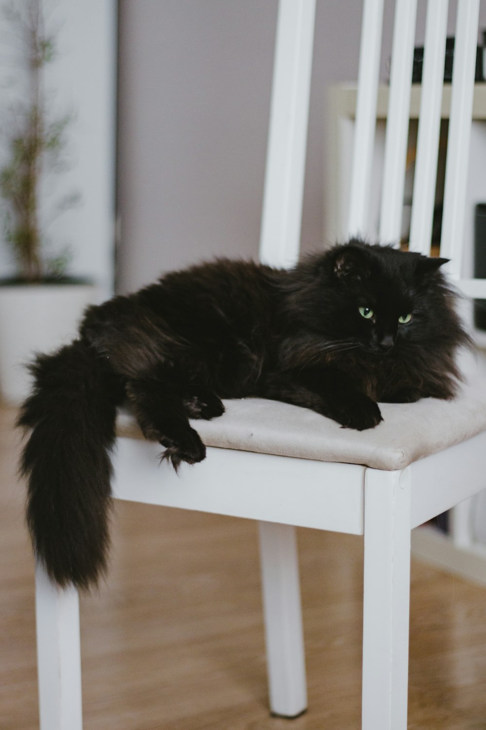 black cat on white wooden table