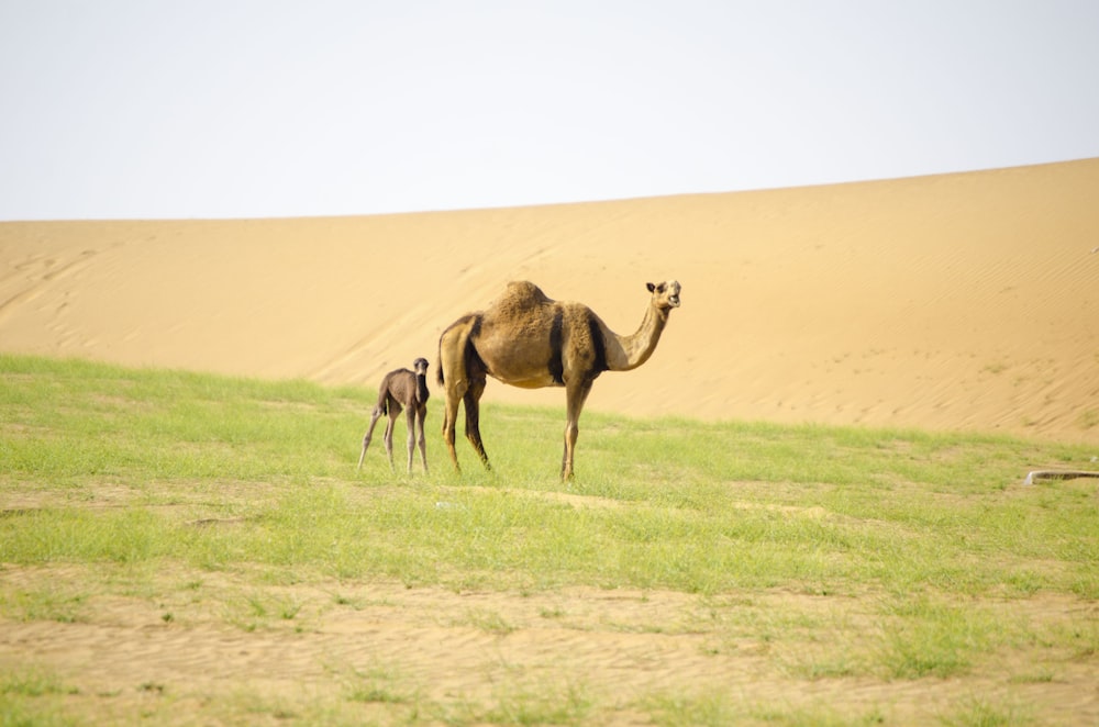 brown camels on desert during daytime