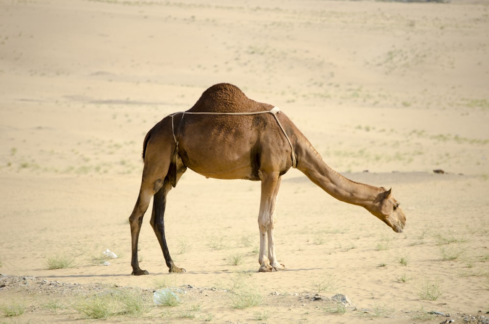 brown camel walking on brown sand during daytime