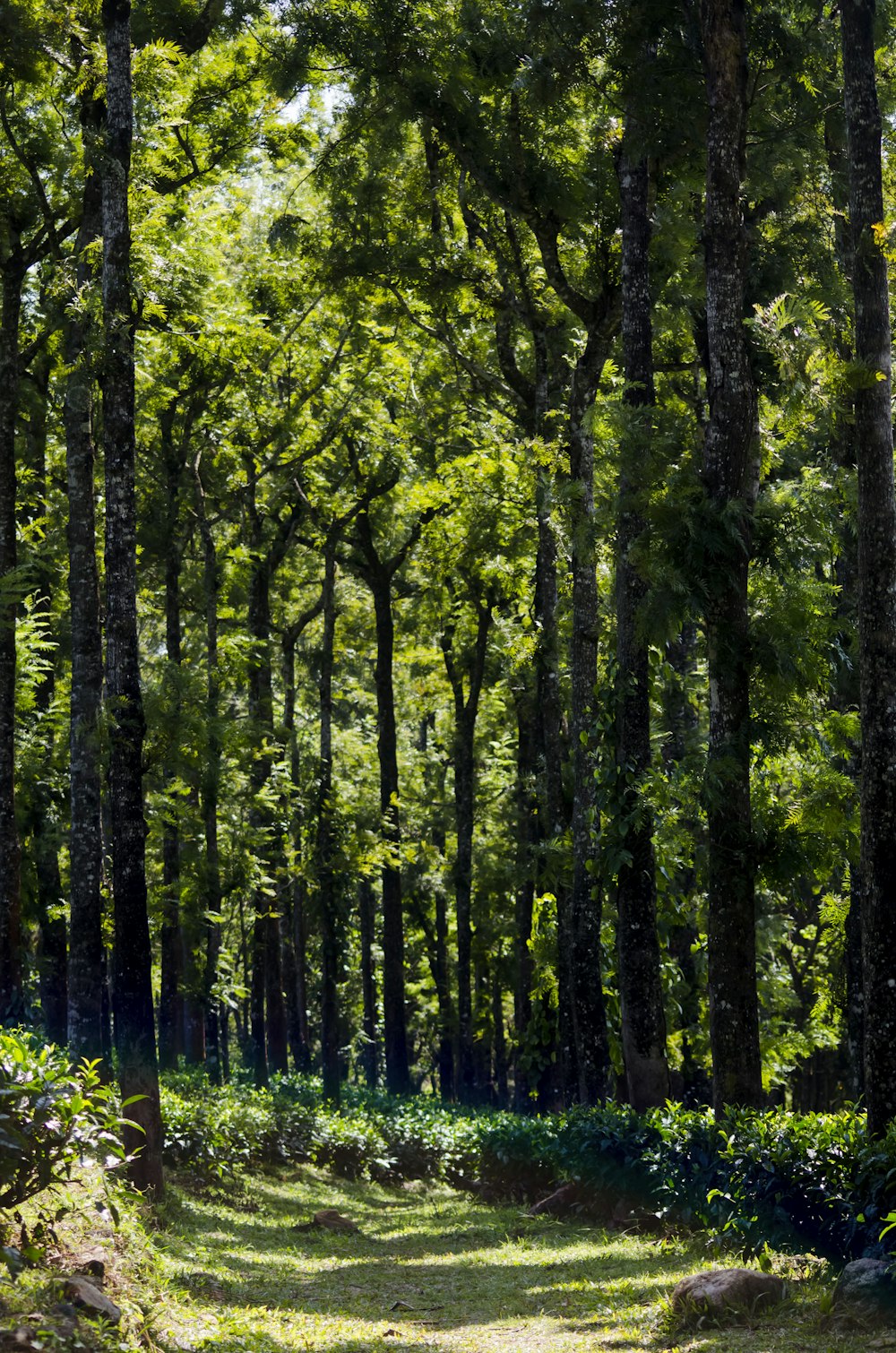 green trees on green grass field during daytime