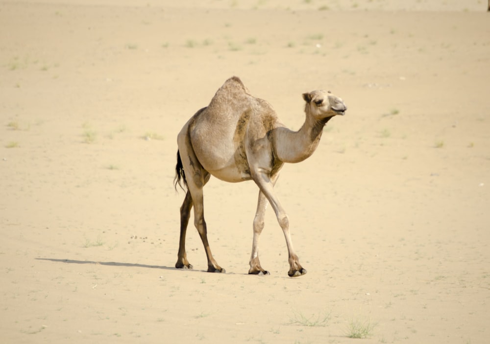 brown camel on white sand during daytime