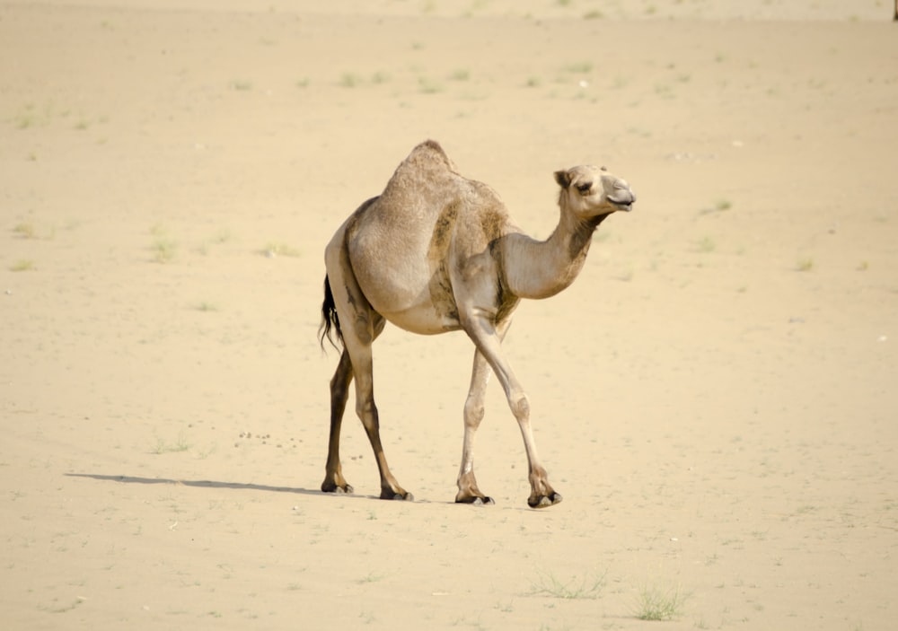 camelo marrom na areia branca durante o dia
