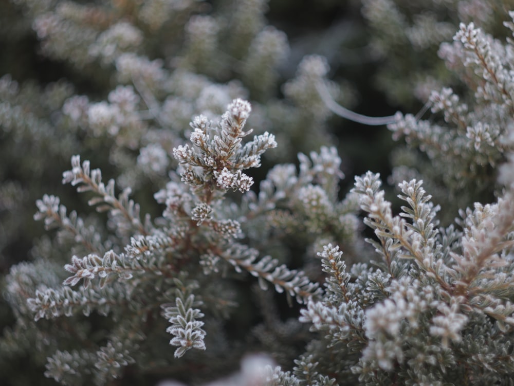 green and white plant during daytime