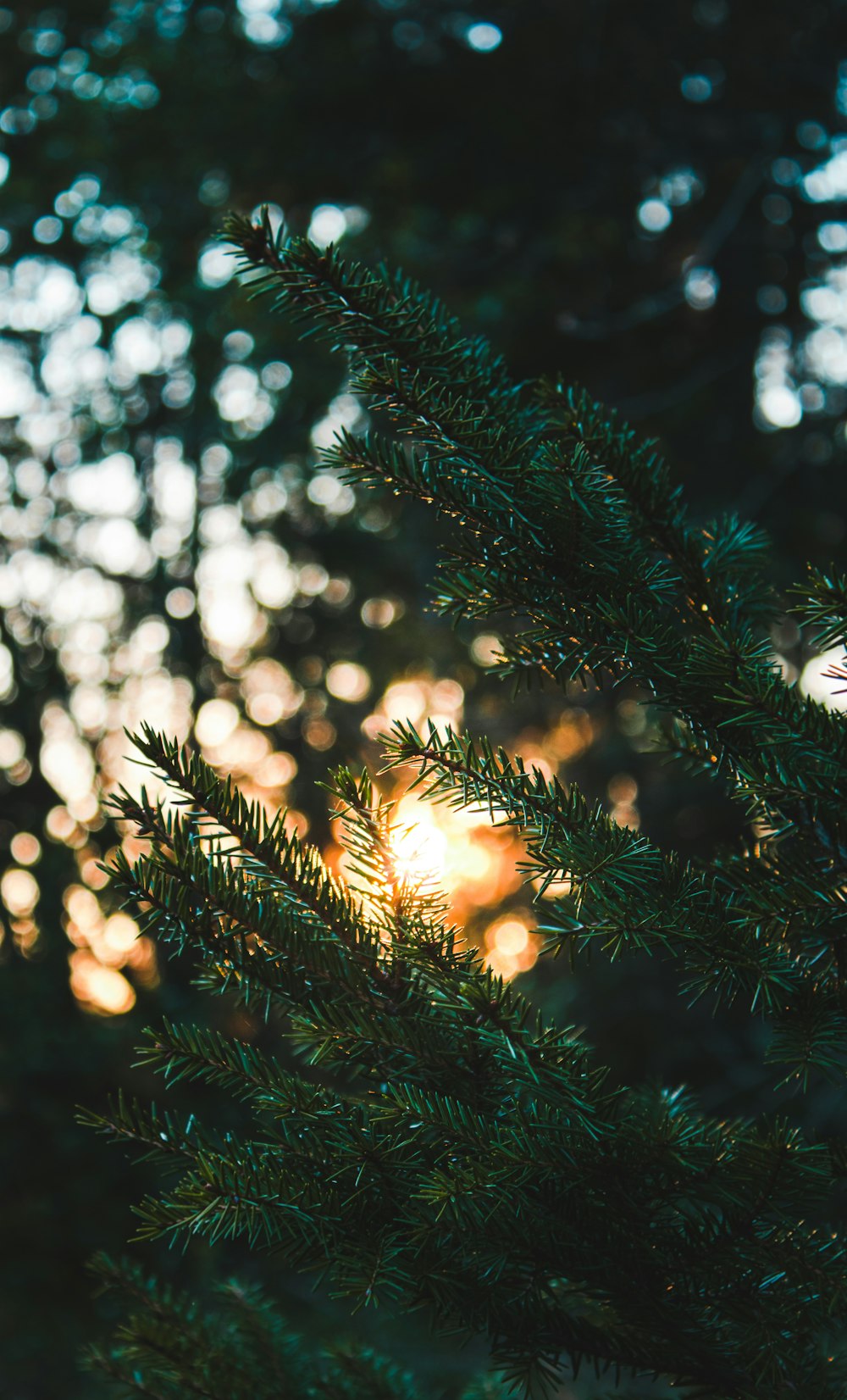 green pine tree with string lights