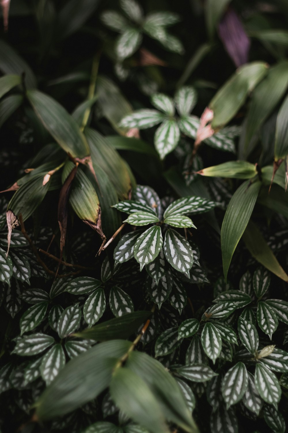 green leaves with water droplets